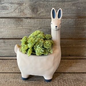 🌵Planter🌵